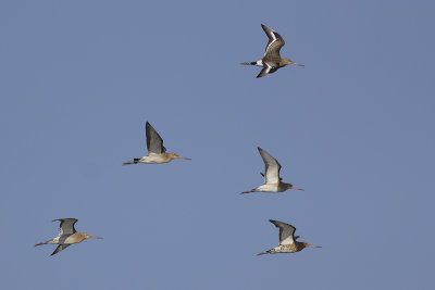 Grutto's / Black-tailed Godwits
