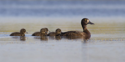 Kuifeend / Tufted Duck