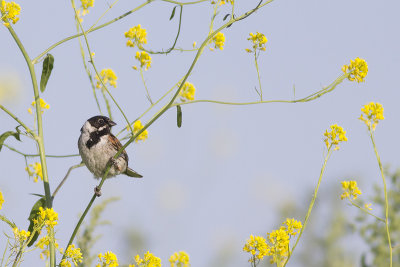 Rietgors / Reed Bunting