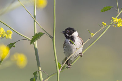Rietgors / Reed Bunting