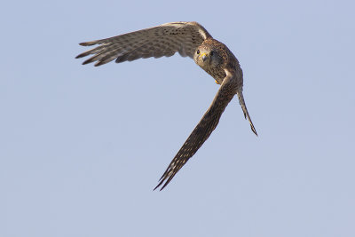 Torenvalk / Common Kestrel