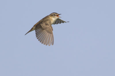 Rietzanger / Sedge Warbler