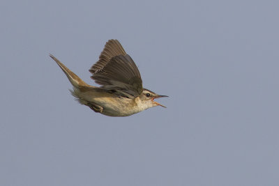 Rietzanger / Sedge Warbler