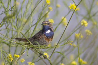 Blauwborst / Bluethroat