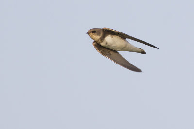 Oeverzwaluw / Sand Martin