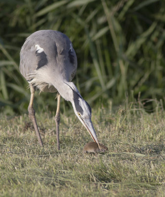 Blauwe Reiger / Grey Heron
