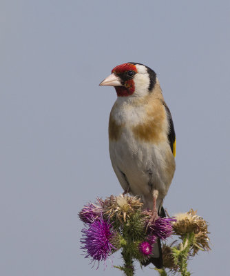 Putter / European Goldfinch