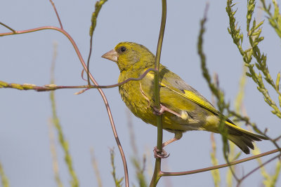 Groenling / Greenfinch