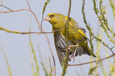 Groenling / Greenfinch