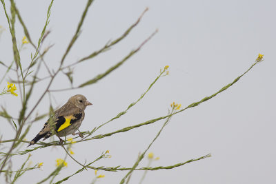 Putter / European Goldfinch