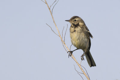 Witte Kwikstaart / White Wagtail