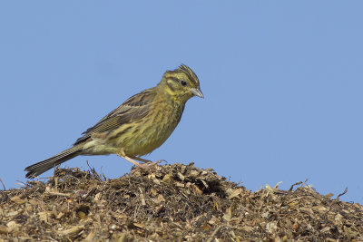 Geelgors / Yellowhammer