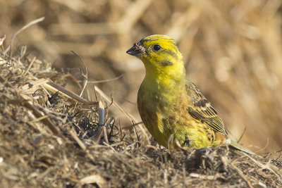Geelgors / Yellowhammer