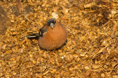 Vink / Chaffinch