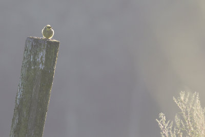 Geelgors / Yellowhammer