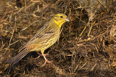 Geelgors / Yellowhammer