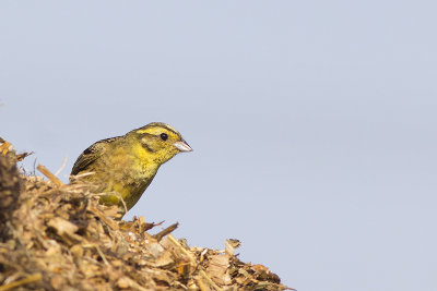 Geelgors / Yellowhammer