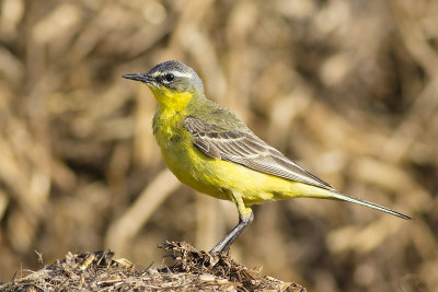 Gele Kwikstaart / Yellow Wagtail