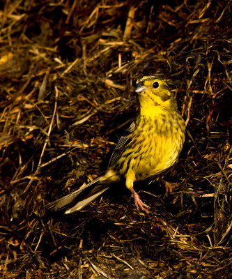 Geelgors / Yellowhammer