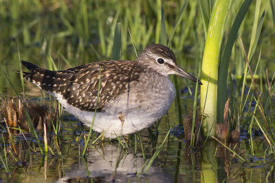 Bosruiter / Wood Sandpiper