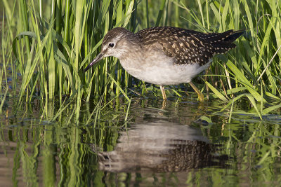 Bosruiter / Wood Sandpiper