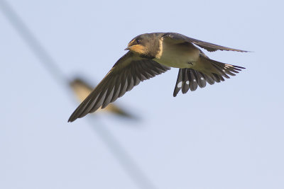 Boerenzwaluw / Barn Swallow