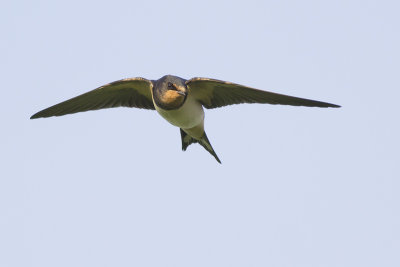 Boerenzwaluw / Barn Swallow