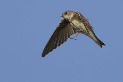 Oeverzwaluw / Sand Martin