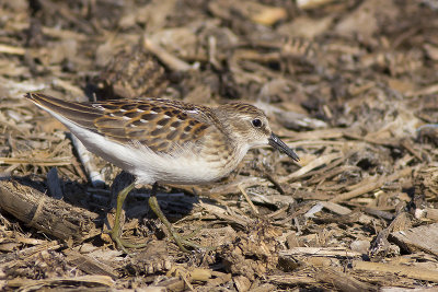 Least Sandpiper / Kleinste Strandloper