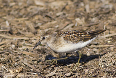 Least Sandpiper / Kleinste Strandloper