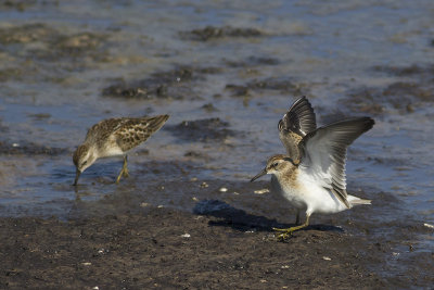 Least Sandpipers / Kleinste Strandlopers