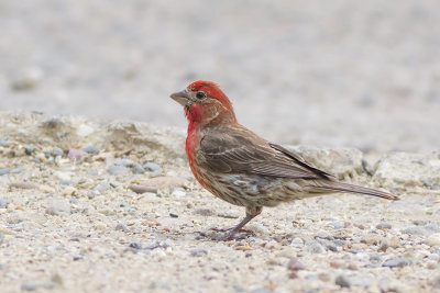 House Finch / Mexicaanse Roodmus