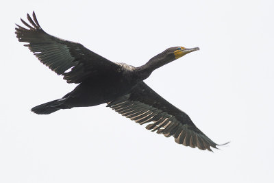 Double-crested Cormorant / Geoorde Aalscholver