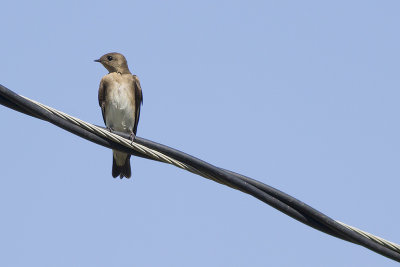 Northern Rough-winged Swallow / Noord-Amerikaanse Ruwvleugelzwaluw