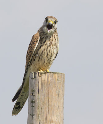 Torenvalk / Common Kestrel