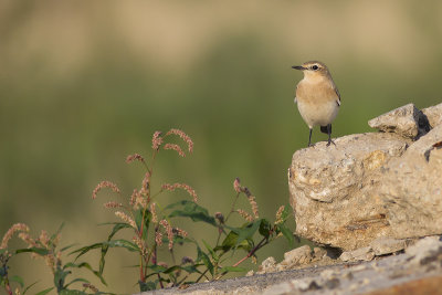 Tapuit / Northern Wheatear