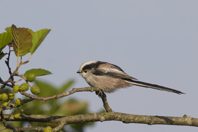 Staartmees / Long-tailed Tit
