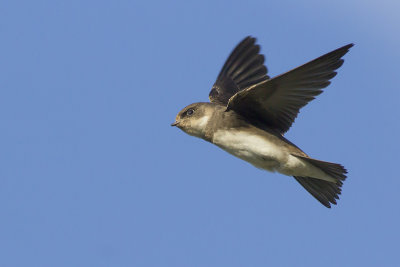 Oeverzwaluw / Sand Martin