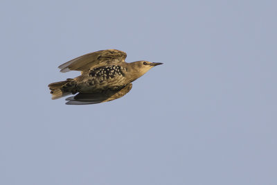 Spreeuw / Starling