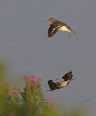Oeverloper / Common Sandpiper