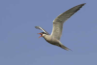 Visdief / Common Tern