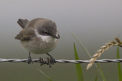 Humes Braamsluiper / Hume's Whitethroat
