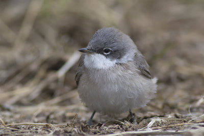 Humes Braamsluiper / Humes Whitethroat