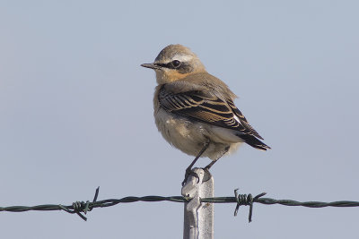 Tapuit / Northern Wheatear