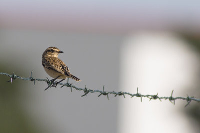 Paapje / Whinchat