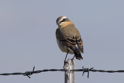Tapuit / Northern Wheatear