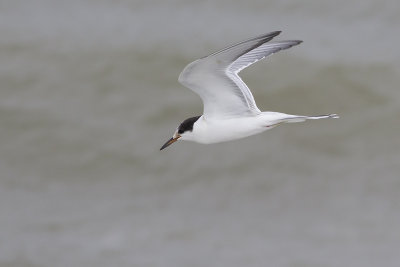 Visdief / Common Tern