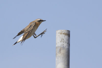 Tapuit / Northern Wheatear