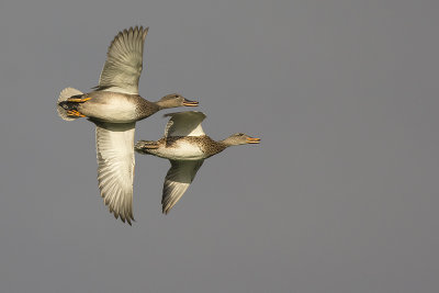 Krakeenden / Gadwalls