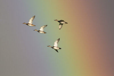Krakeenden en regenboog / Gadwalls and rainbow
